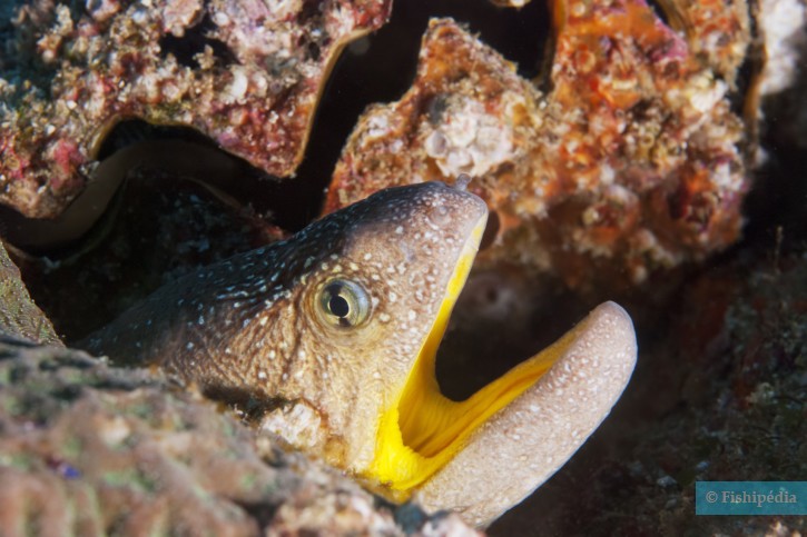 photographie - Arne Kuilman