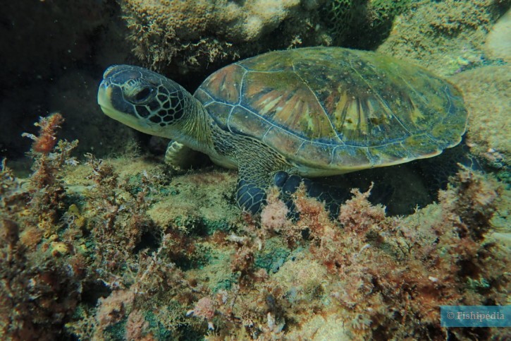 Chelonia mydas - green turtle