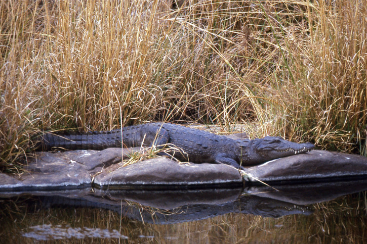 Crocodylus palustris - mugger crocodile
