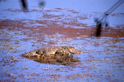 mugger crocodile Crocodylidae