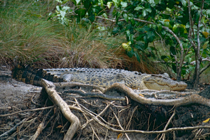 Crocodylus porosus - saltwater crocodile