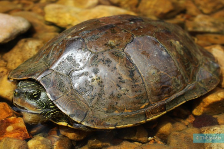 Graptemys geographica - northern map turtle