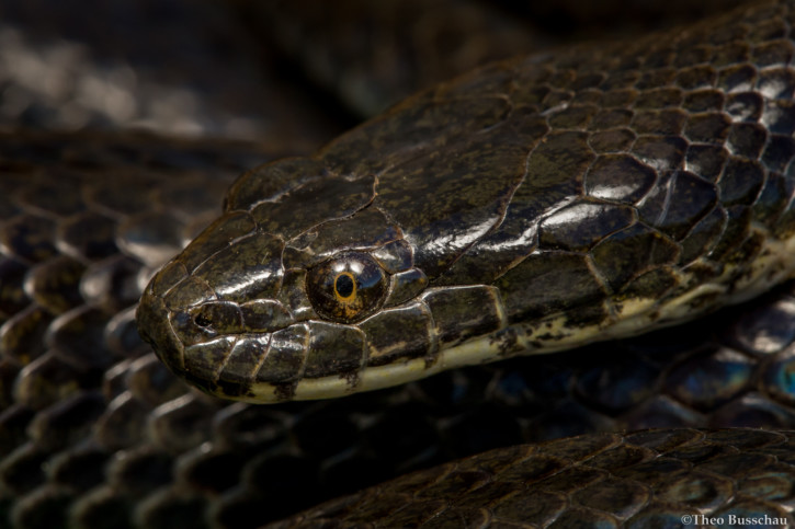 photographie - Theo Busschau