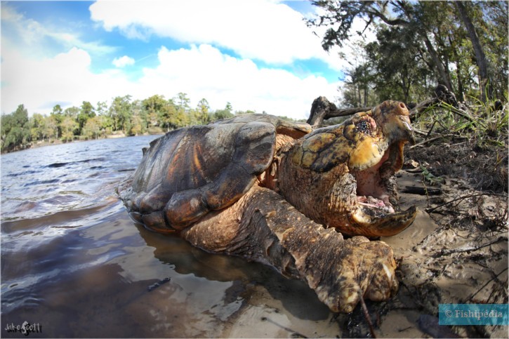 photographie - Jake Scott