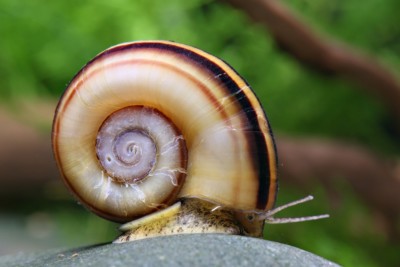 escargot bélier Ampullariidae