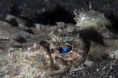 crocodile fish Platycephalidae