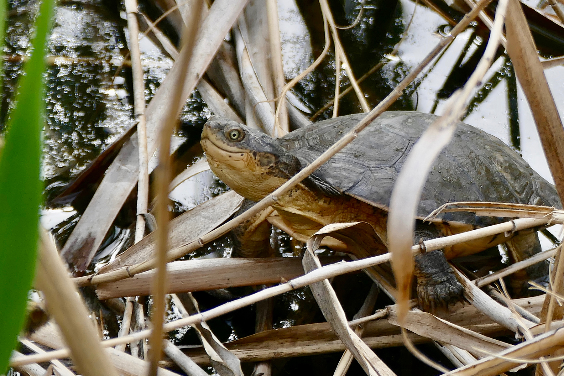 La fiche sur la tortue aquatique : Pelomedusa subrufa 