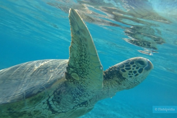 photographie - Shinpeï Nakata