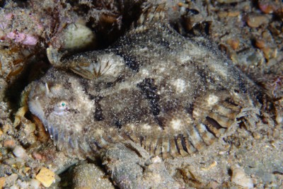 whiskered sole Soleidae