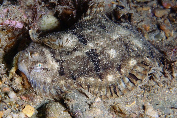 Monochirus hispidus