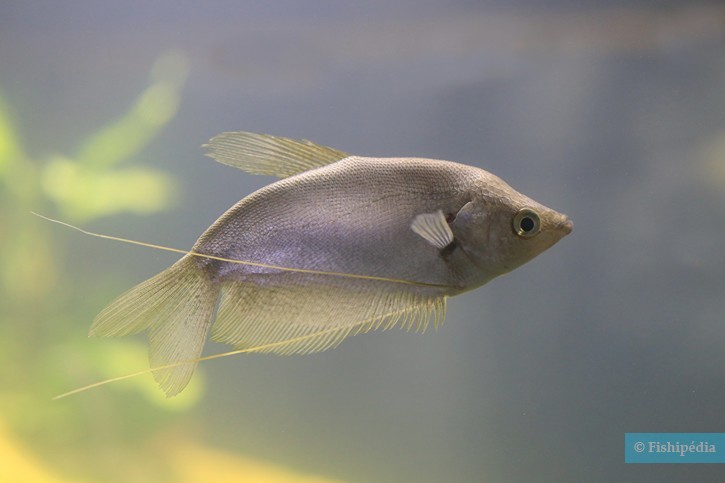 Trichopodus microlepis