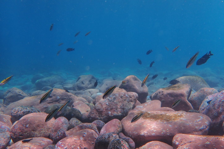 Snorkeling : 5 astuces pour observer un maximum d’animaux