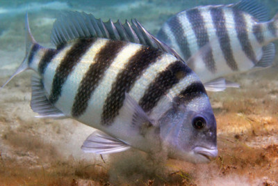 sheepshead Sparidae