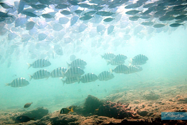 Archosargus probatocephalus - rondeau mouton