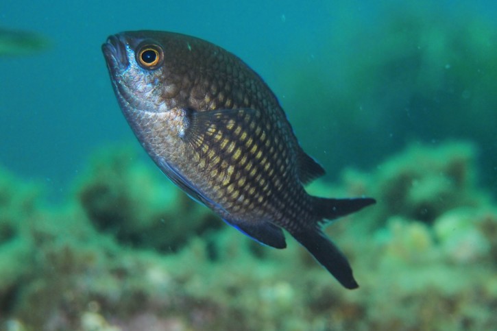 Chromis chromis