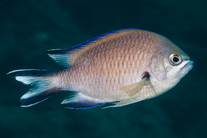 Chromis limbata