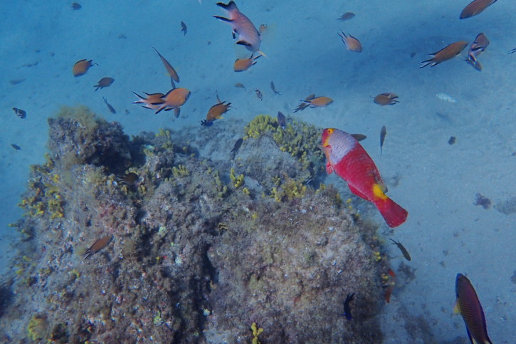 15 poissons à observer en snorkeling dans les Canaries (et à Madère)