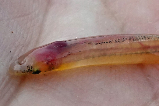 Candiru, la menace pénis : une nouvelle espèce décrite au Brésil