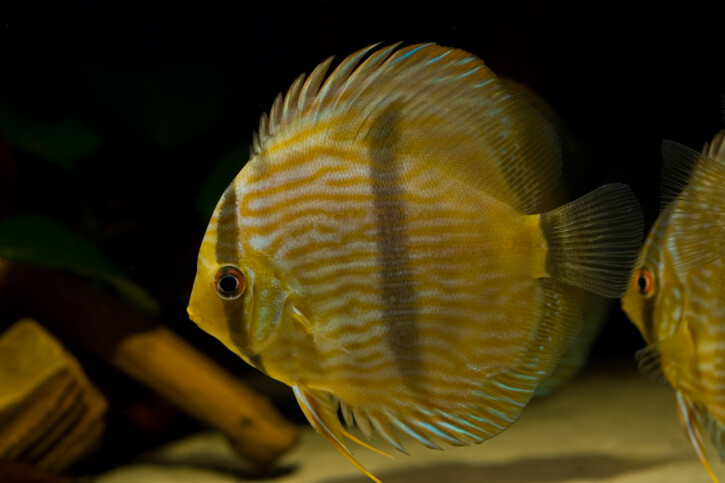 Quels poissons pour réaliser un aquarium amazonien ?