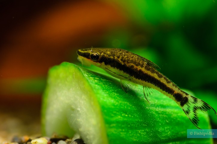 Otocinclus vittatus