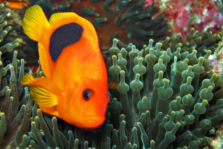 Amphiprion ephippium