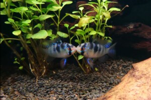 Eaux noires amazoniennes