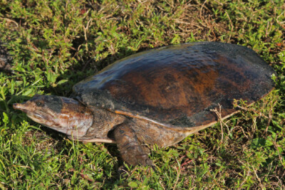 florida softshell turtle Trionychidae