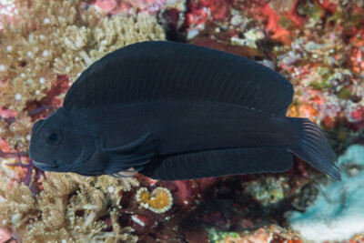 salarias brun Blenniidae