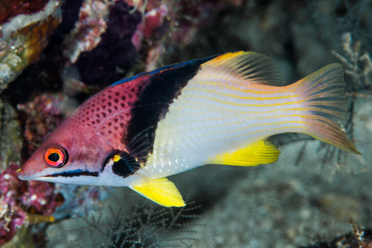 Bodianus mesothorax