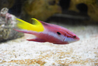 spotfin hogfish Labridae