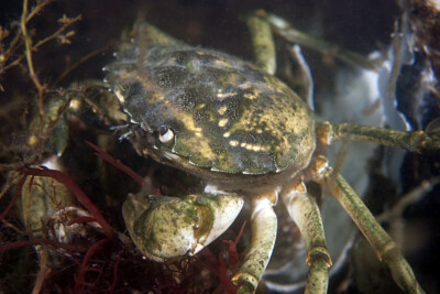 Espèce : crabe vert