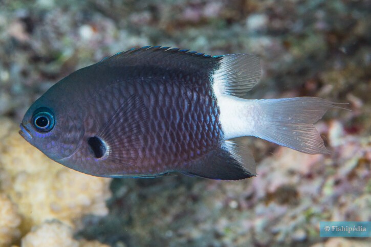 Pycnochromis margaritifer