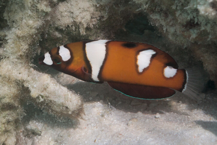 Coris formosa - queen coris