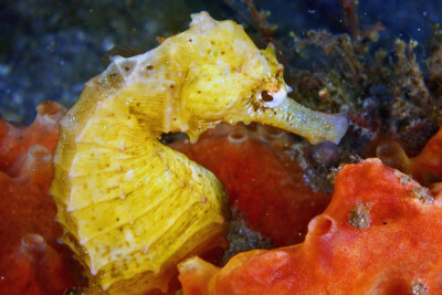 longsnout seahorse Syngnathidae