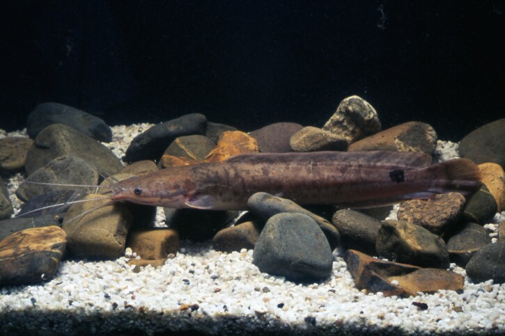 Clarias gariepinus