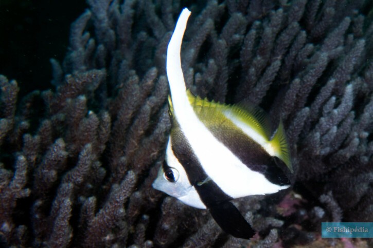 Heniochus acuminatus - pennant coralfish