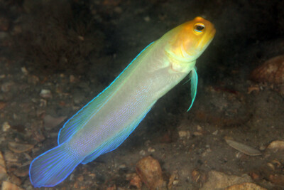 yellowhead jawfish Opistognathidae