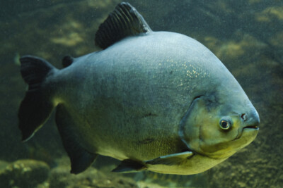 pacu pirapitinga Serrasalmidae