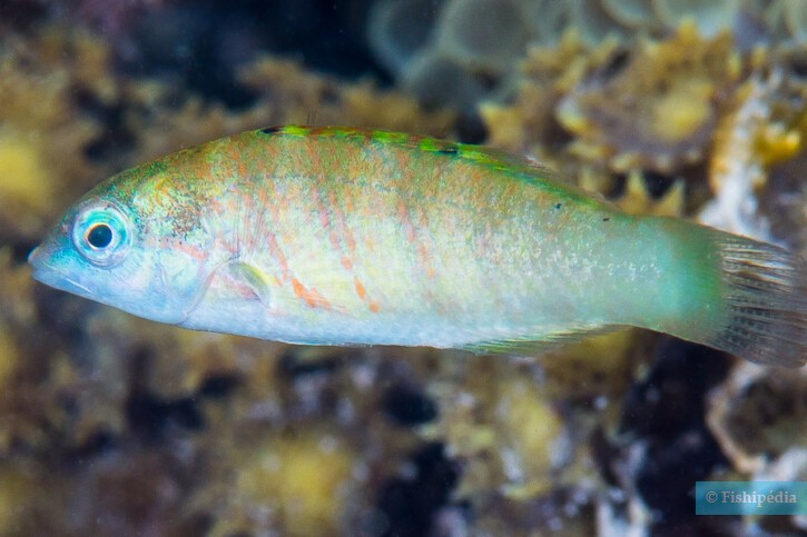 Thalassoma hardwicke - sixbar wrasse