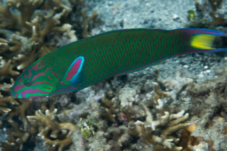 Thalassoma lunare