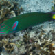 picture of Thalassoma lunare