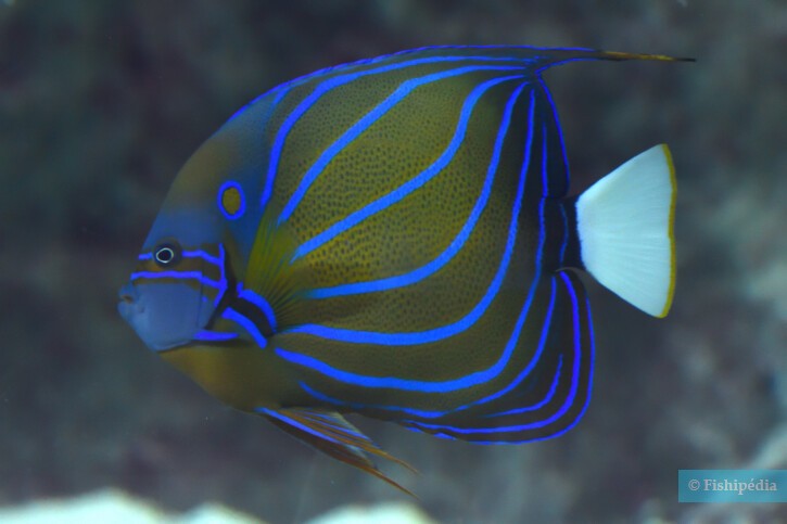 blue ringed angelfish (Pomacanthus annularis) - Species Profile