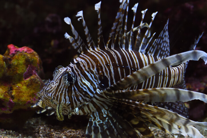 Pterois volitans - red lionfish