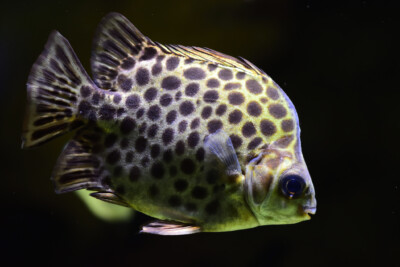 spotted scat Scatophagidae