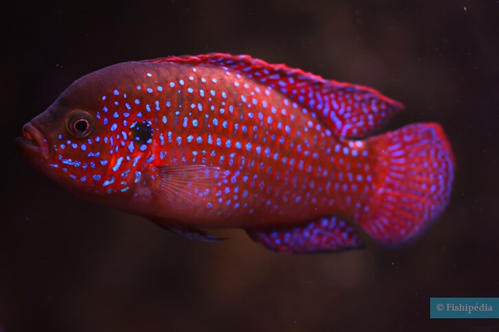 Hemichromis guttatus