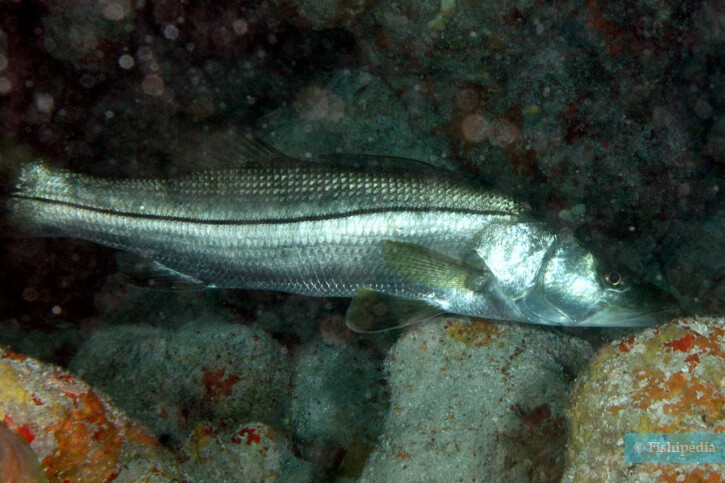 Centropomus undecimalis - common snook