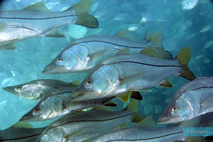 Centropomus undecimalis - common snook