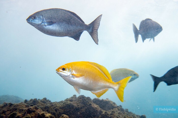 Kyphosus sectatrix - calicagère blanche
