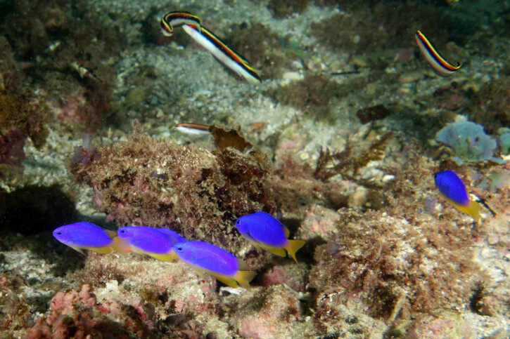 Pomacentrus coelestis - neon damselfish