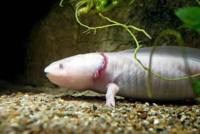 axolotl Ambystomatidae